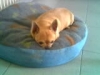 pepita sul cuscino