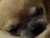 Pepita 2