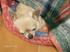pepita-in-cestino-studio