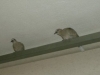 Due di loro vengono sulla terrazza . Che cerchino un nido?