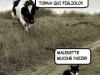 mucche-pazze