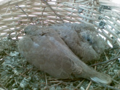 La covata del 3 ott. 2011