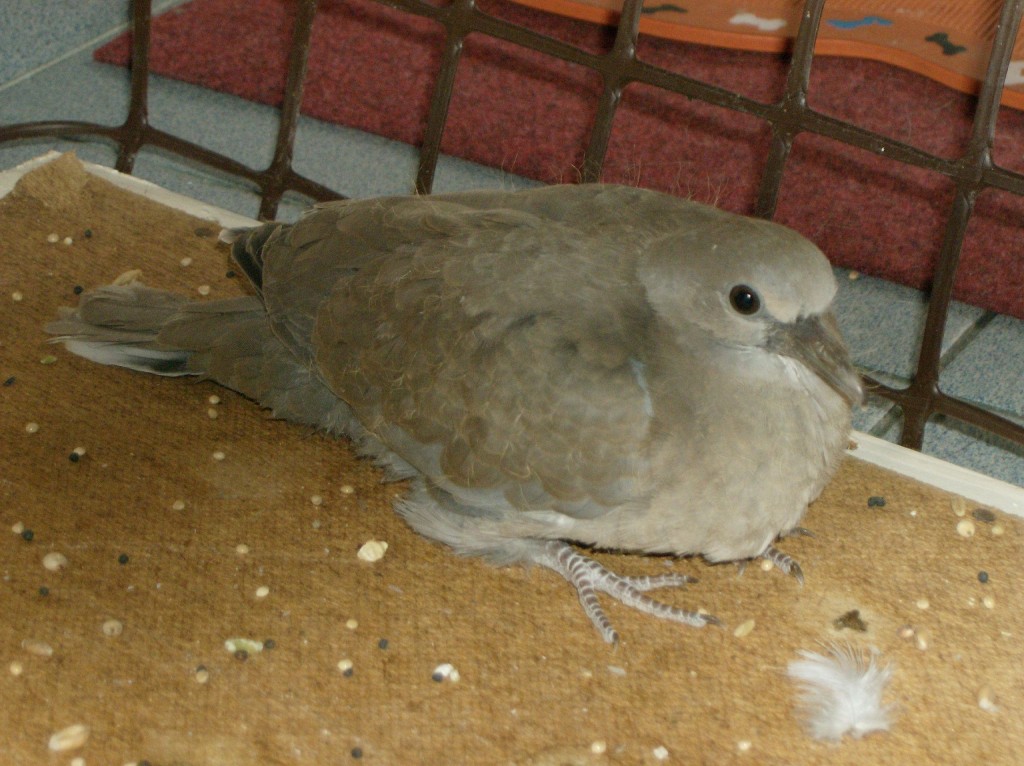 "8" in attesa di essere ricoverato