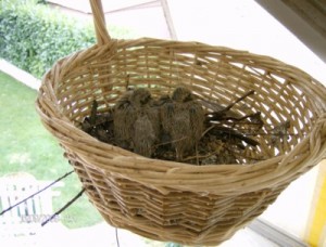 nate da qualche giorno